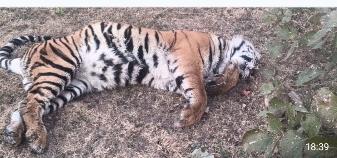 bandhavgarh news today बांधवगढ़ टाइगर रिजर्व में बाघों की मौत से हड़कंप
