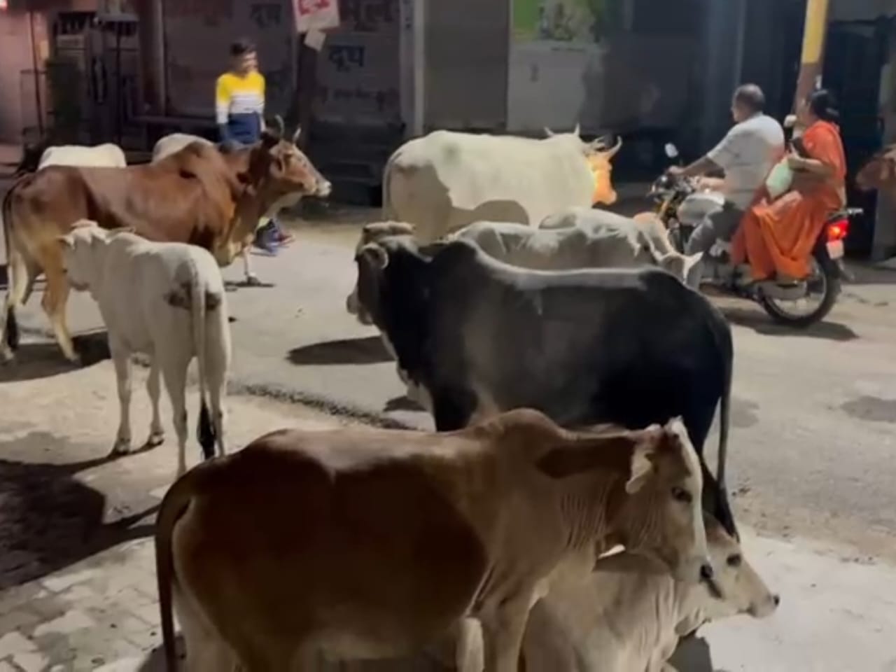 katni news today एनकेजे में रहवासी क्षेत्र में अवैध डेयरी संचालित होने से हो रहे हादसे