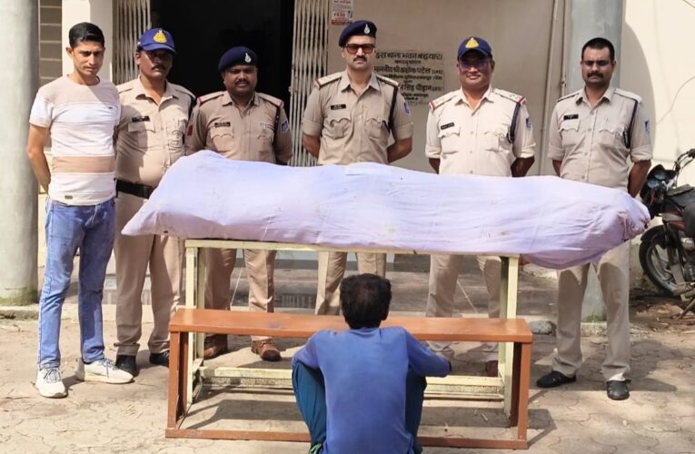 बड़वारा पुलिस की बड़ी कार्रवाई: बाड़ी में लहलहा रही गांजे की फसल का भंडाफोड़, 21 किलो गांजे के पौधों के साथ आरोपी गिरफ्तार