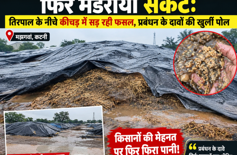 मझगवां ओपन कैप में 51 करोड़ के धान पर फिर मंडराया संकट: तिरपाल के नीचे कीचड़ में सड़ रही फसल, प्रबंधन के दावों की खुली पोल